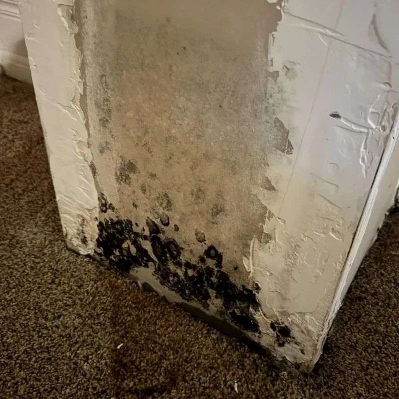 Professional Mold Removal in Cabell County, WV